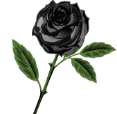 Black Rose